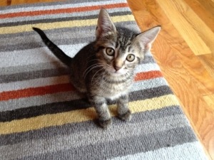 Meredith Chase